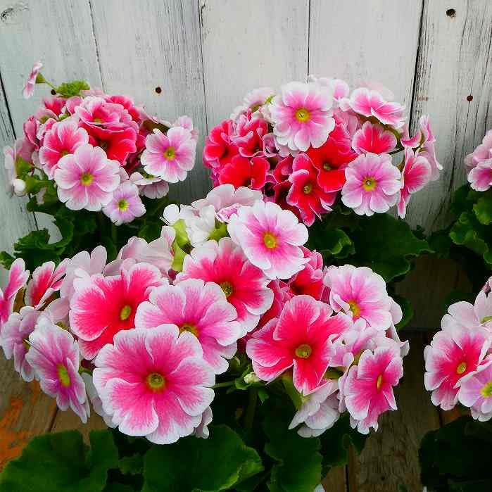 Amazon | プリムラ オブコニカ タッチミー レッド＆ホワイト 4号 苗